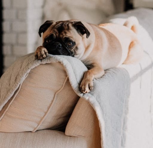 a pug dog laying on top of a couch