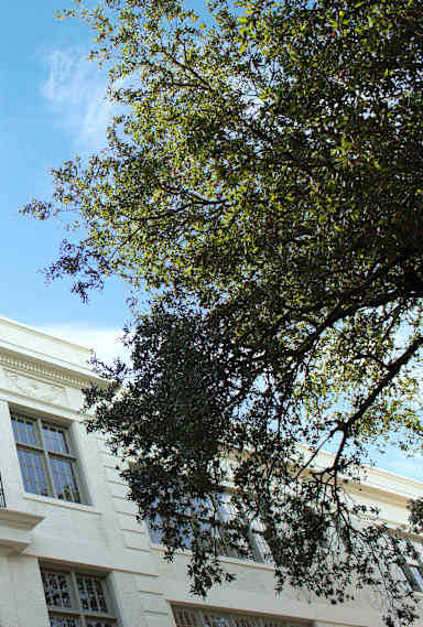 a white building with a tree in front of it