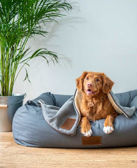 A dog is sitting on a grey dog bed.