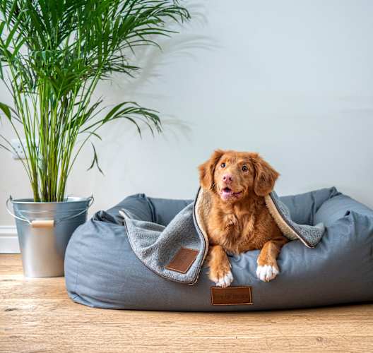 a dog laying on a blue dog bed on a floor