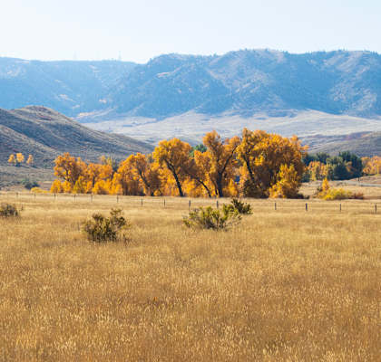 A field with dry grass and trees with yellow leaves.