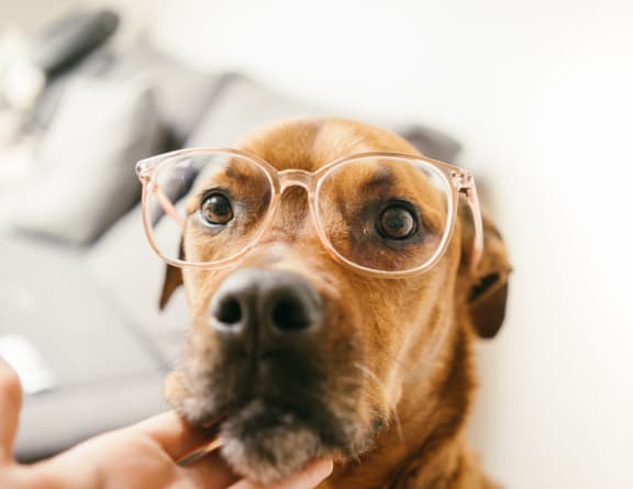 a person holding a dog wearing glasses