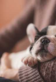 A small dog is snuggled up against a person's leg.