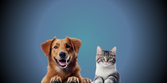 Cat and dog sitting at The Aurea Apartments, Houston, TX