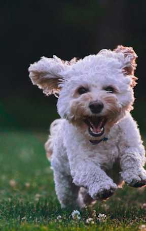 A small white dog is running in the grass.