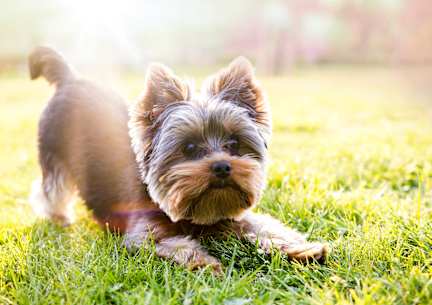A small dog with a fluffy coat is standing on a grassy field.