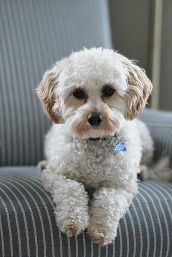a small brown and white dog laying on a bed