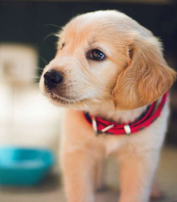 a small brown puppy sitting next to a blue bowl