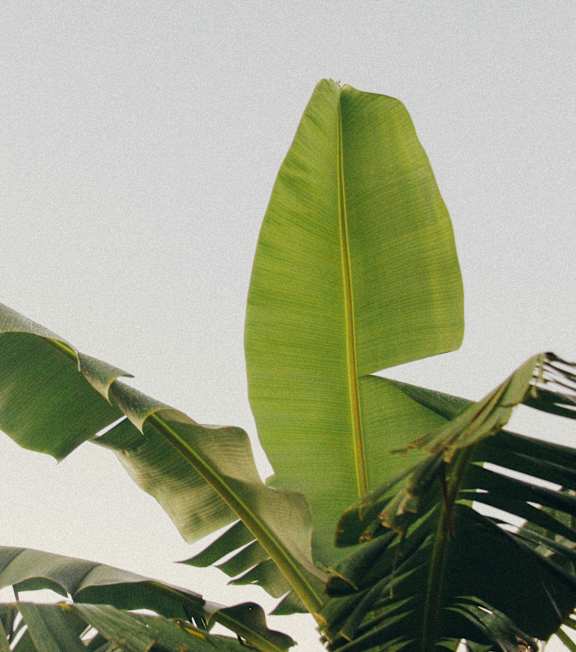 A large green leafy plant with a large green leaf in the front.