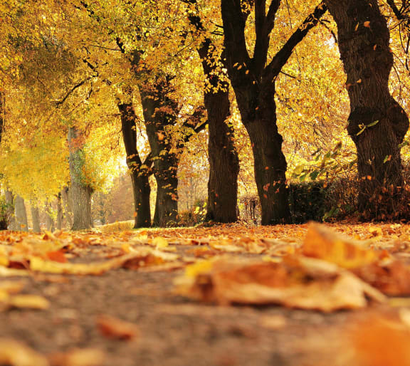 a row of trees with leaves on the ground