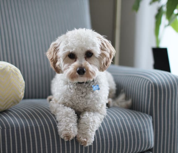a small white dog sitting on a striped couch