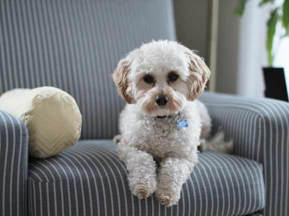 A small white dog with a blue tag on its collar is sitting on a striped grey couch.