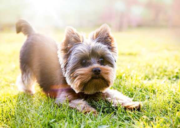 A small dog with a fluffy coat is standing on a grassy field.