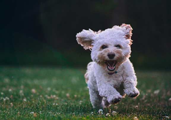 A white dog with a fluffy coat is sitting on a green surface.