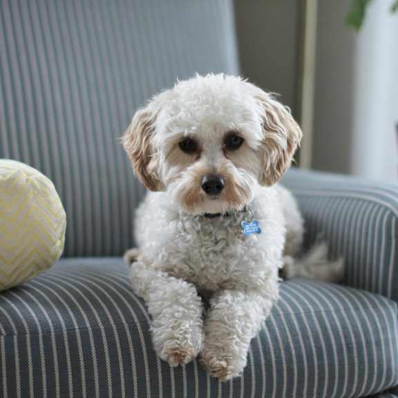 A small white dog with a blue tag on its collar is sitting on a striped armchair.