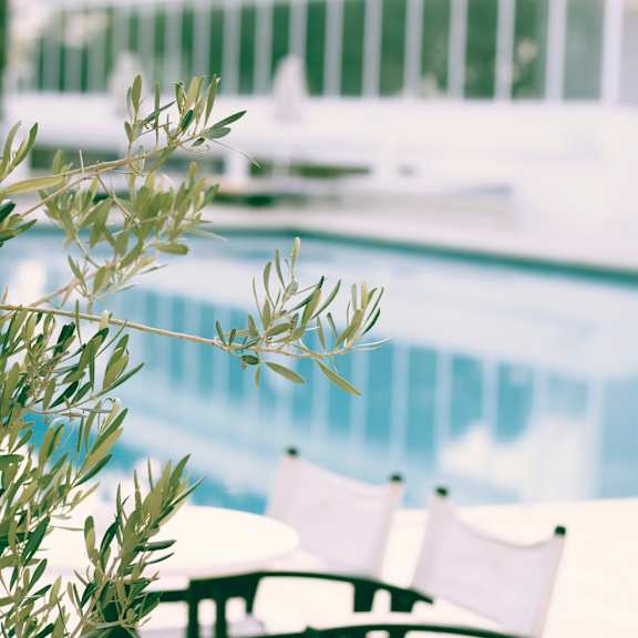 an olive tree in front of a swimming pool