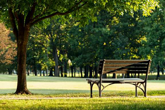 A bench sits under a tree in a park.