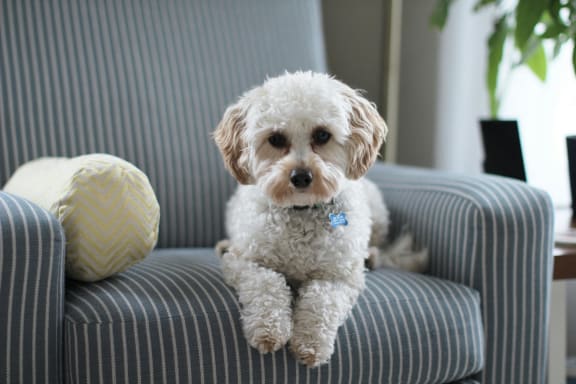 Dog Friendly  at The Box, Richmond, VA