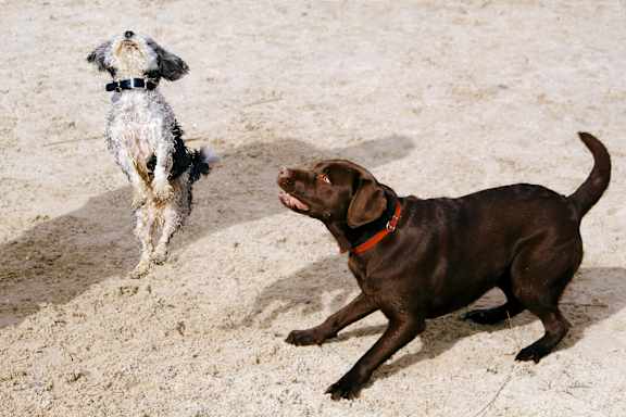 two dogs playing with each other on the beach at The Courtyards of Chanticleer, Virginia Beach, VA