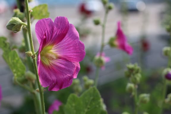 a flower in a garden
