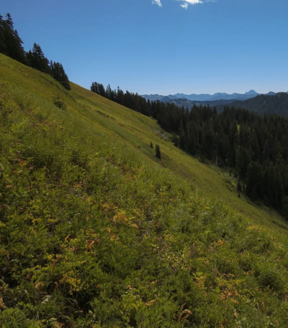 a grassy hillside with trees and mountains in the background