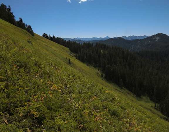 A grassy hillside with trees and mountains in the distance.