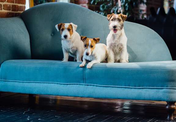 Three dogs are sitting on a blue couch.