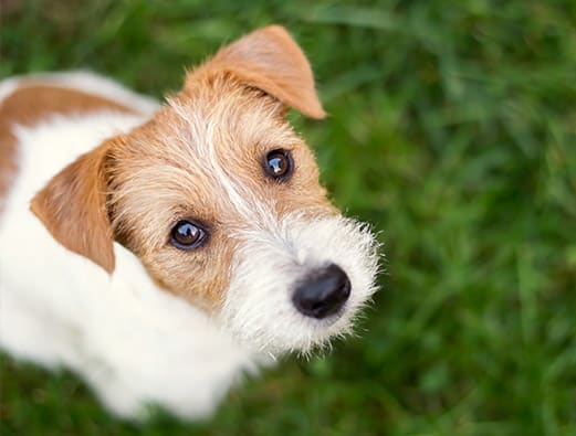 Dog at Piedmont Park Apartments, Hattiesburg, MS, 39401
