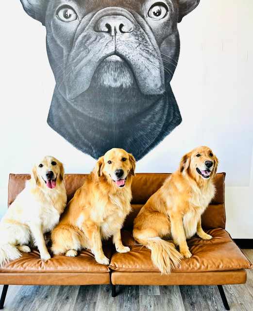 Three dogs sitting on a couch in front of a large dog head poster.