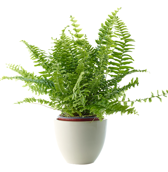 transparentfern at Monarch Medical Center, Houston, Texas