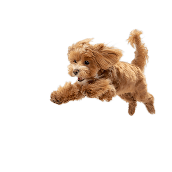 a brown and white dog with its paws outstretched and its tongue hanging out of its mouth