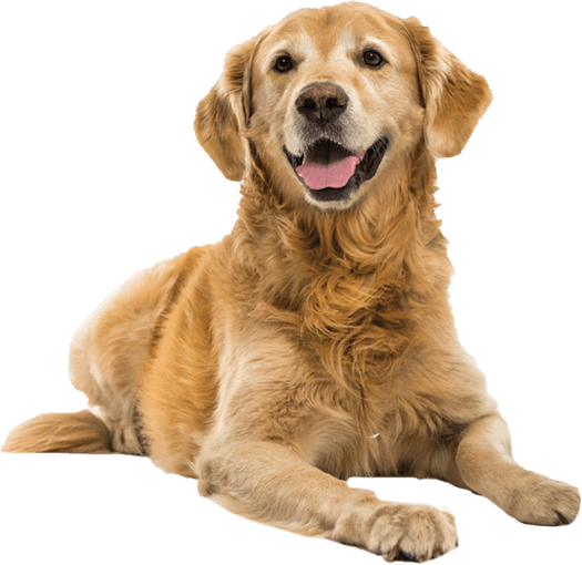 A happy golden retriever dog is sitting and smiling.