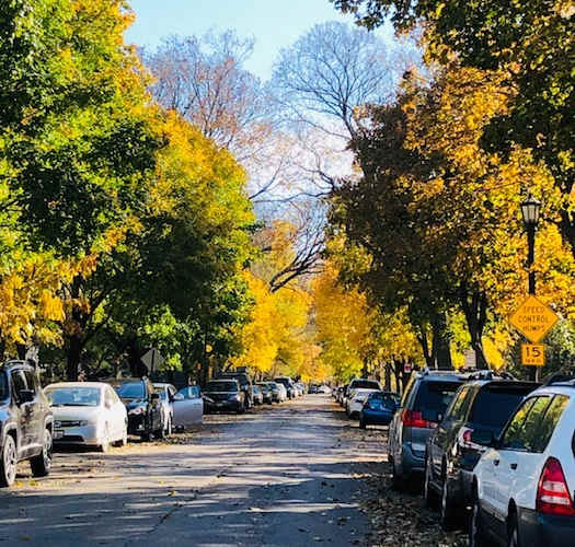 A tree-lined street with cars parked on the side.