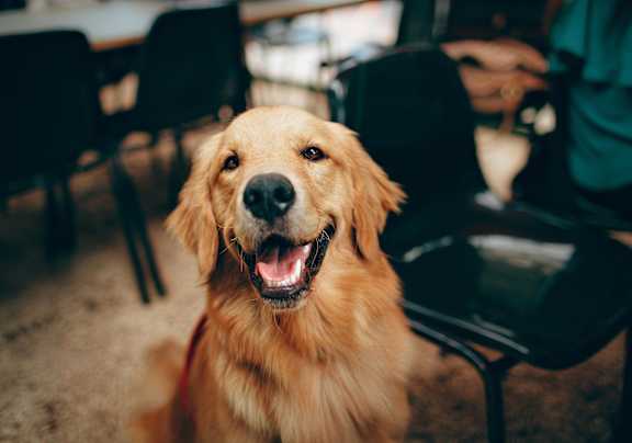 A happy golden retriever dog at Meridian West Shore, Pennsylvania