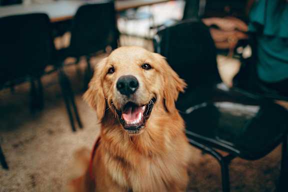 A happy golden retriever dog with its mouth open and tongue out.