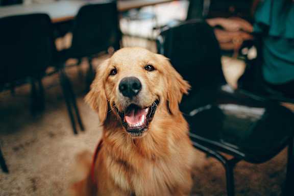 A happy golden retriever dog is sitting in front of a row of chairs.