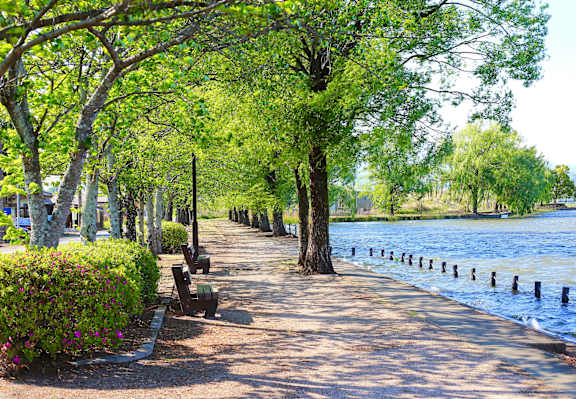 A tree-lined walkway next to a body of water.