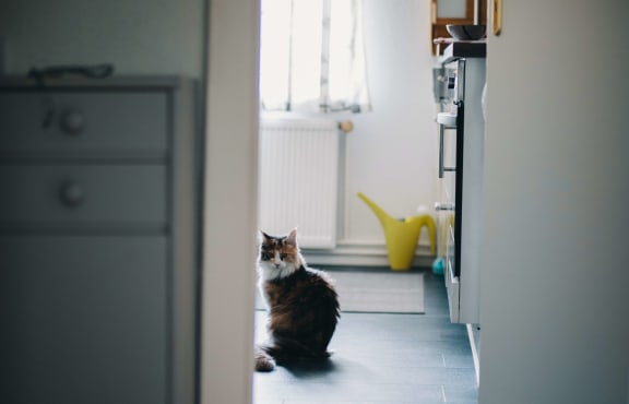 a cat sitting in a kitchen