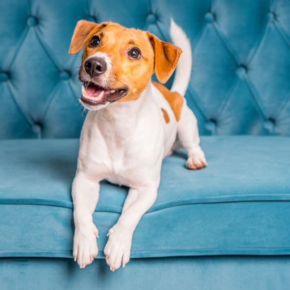 a brown and white dog sitting on a blue couch at The Grove Brentwood in Nashville, TN