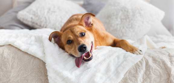 a dog laying on a bed with a blanket