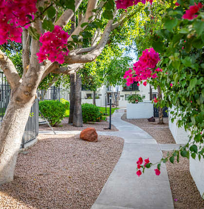 a walkway with trees and flowers in a courtyard