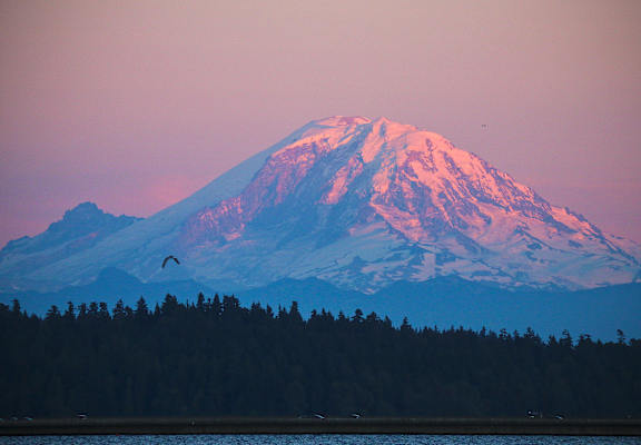 View of Mt. Rainier and a bird flying in the sky.