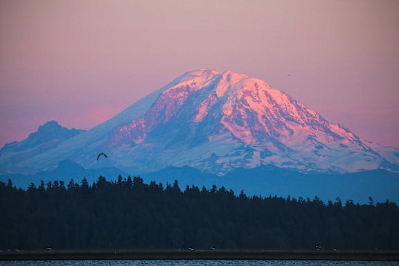 View of Mt. Rainier and a bird flying in the sky.