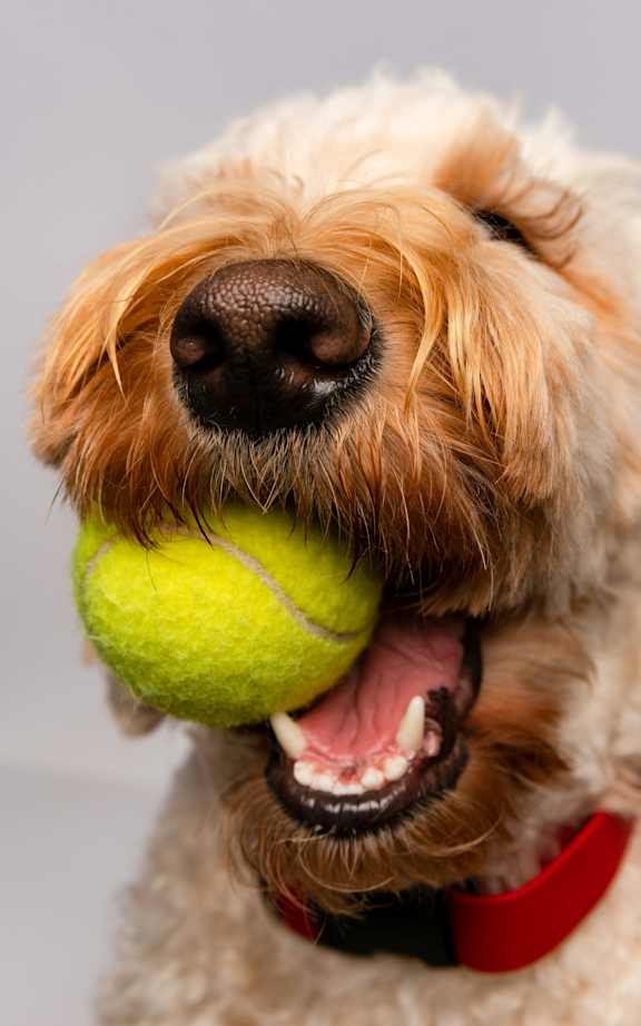 A dog with a black collar is panting.