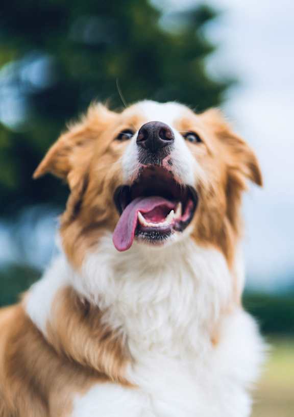 A happy dog with its mouth open and tongue out.