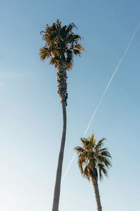 Two palm trees against a clear blue sky.