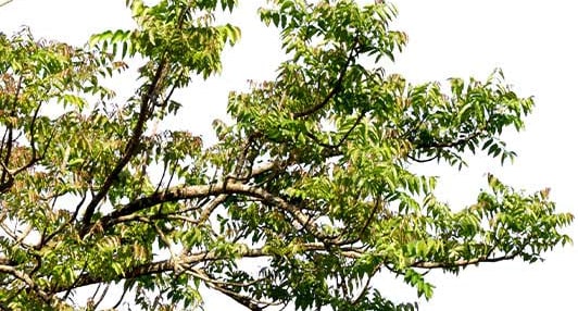 a tree with green leaves against a white sky