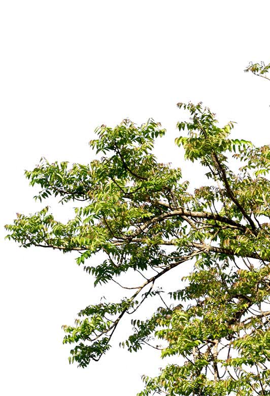 a tree with green leaves against a white sky