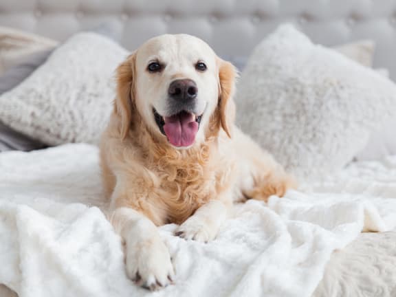 a golden retriever dog laying on top of a bed