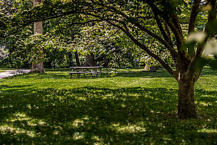 A tree in a park with a bench underneath it.